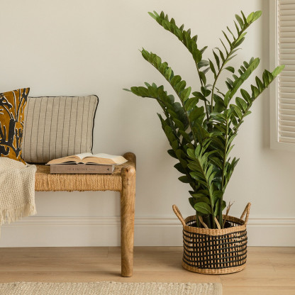 Zamioculcas