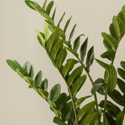 Zamioculcas
