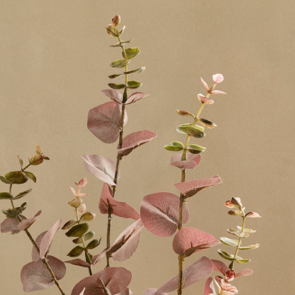 Eucalyptus